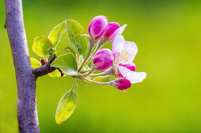 Tak met bloesem van een appelboom van Mario Plechaty Photography