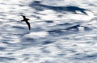 Stunning White-chinned Petrel (Procellaria aequinoctialis)