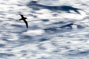 Weißflügel-Sturmvogel (Procellaria aequinoctialis)