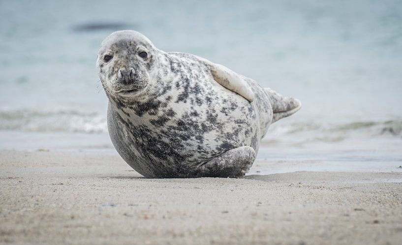 Smile ! by Karin Tebes