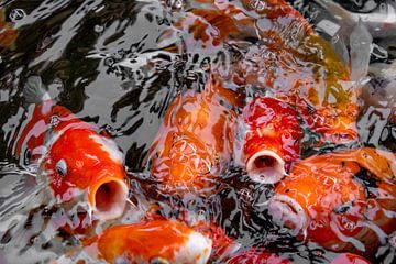 Lebhafter Wassertanz - Japanische Koi-Karpfen in Bewegung von Femke Ketelaar