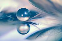 Reflection | drop and feathers.
