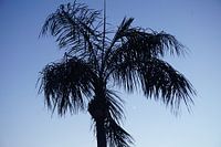 The symbol of tropical summer days