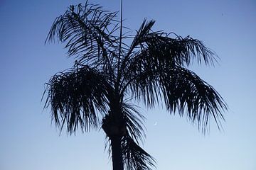 The symbol of tropical summer days by Nynke Nicolai