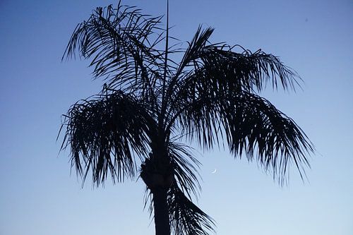 Het symbool van de tropische zomer