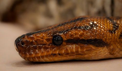 Red Rainbow Boa - Colourful Close-up Portrait
