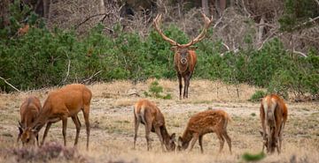 Edelherten op de Hoge Veluwe van Gert Hilbink