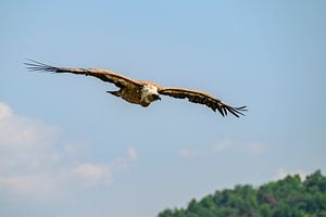 Gänsegeier in den Gorges du Verdon in der Provence