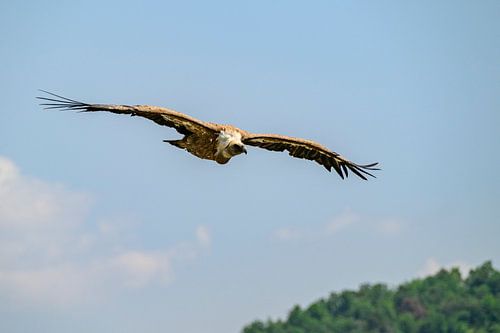 Vale gier in de Gorges du Verdon in de Provence