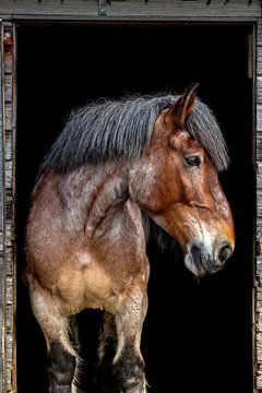 Charon von Eilandkarakters Ameland