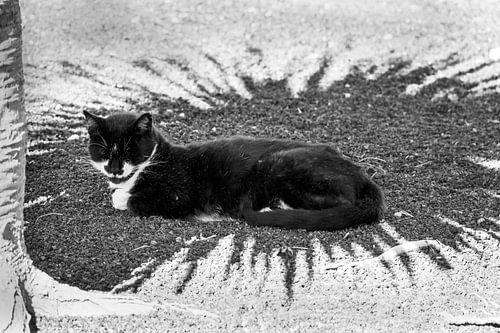 Cat street star | Lanzarote / Costa Teguise