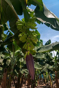 Los Amates: Bananenplantage sur Maarten Verhees