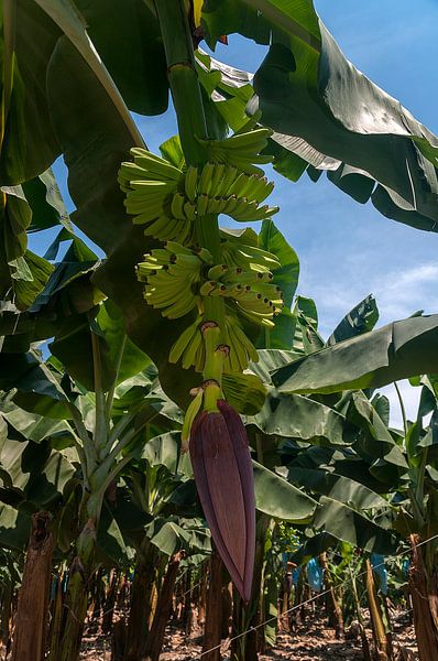 Los Amates: Bananenplantage by Maarten Verhees