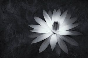 Weiße Lotusblüte