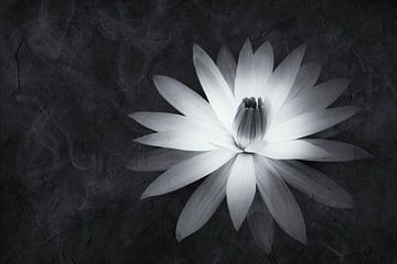 Witte lotusbloesem van Dirk Wüstenhagen