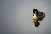 Grebe reflection in the water