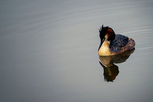 Grebe reflection in the water by Art By Light Photography
