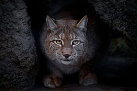 Lynx is a big cat by Michael Semenov