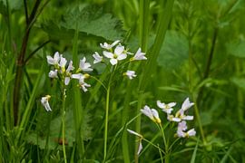 Cowslip by Merijn Loch