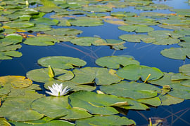 Nénuphars sur le lac de Skadar