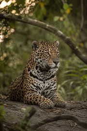 Majestueux jaguar dans la forêt tropicale humide – Photographie animalière d'art