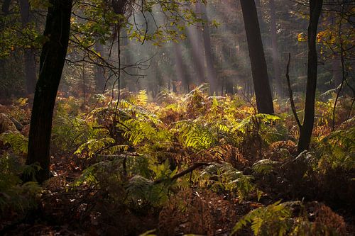 Open space in the dark forest with sunlight shining on the ferns
