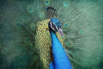 peacock by Claudia Moeckel