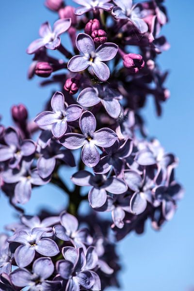 Purple Lilac by MirjamCornelissen - Fotografie