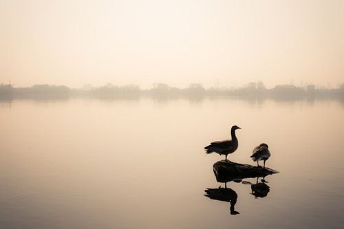 Canards