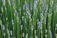 Lavendel Wald von Niek Traas Miniaturansicht