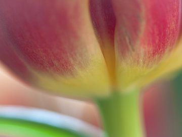 close-up rood gele tulp met steel van Bianca Muntinga