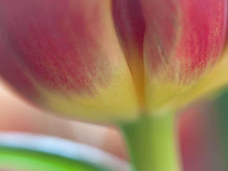 close-up rood gele tulp met steel par Bianca Muntinga