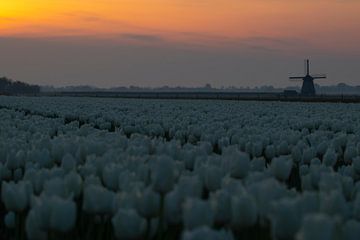 Witte tulpen in ochtendgloren van peterheinspictures