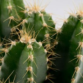 Cactus by Kimberly Zanting