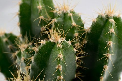 Les Cactus