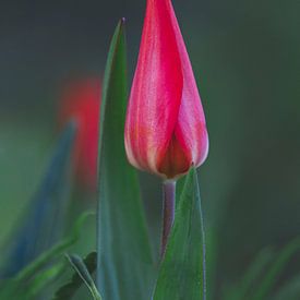Tulipe rose prête à montrer sa beauté au monde entier sur Shotsby_MT