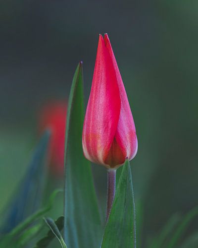 Tulipe rose prête à montrer sa beauté au monde entier
