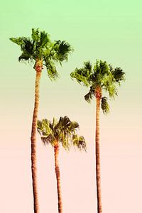 PASTE PALM TREES no1B