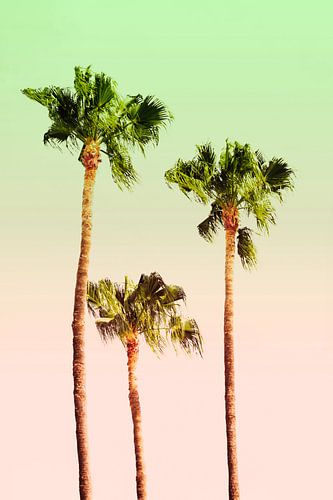 PASTE PALM BREES no1B