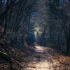 Chemin forestier le long du lac supérieur dans le parc national de l'Eifel . sur Rik Verslype