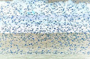 Les oiseaux de Nifterik