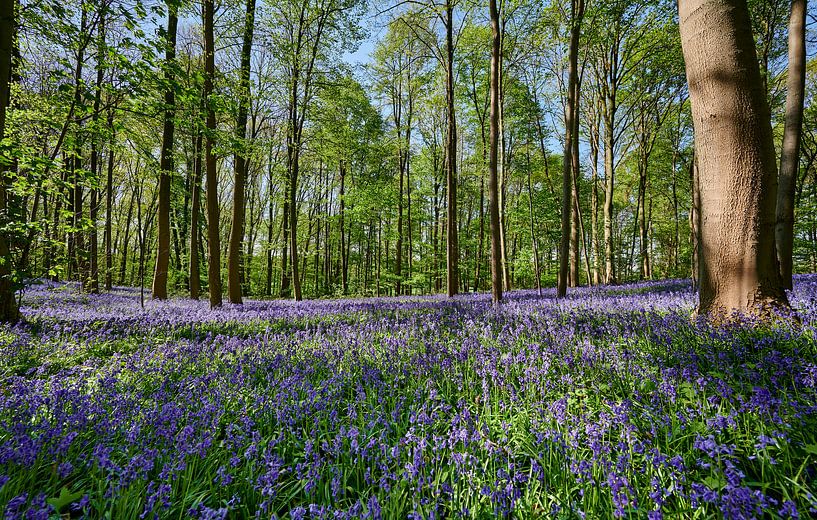 flowering bluebells in the woods by Jürgen Ritterbach