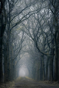 Forêt sombre