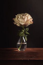 Fine art Still life Rose by Sandra Hazes