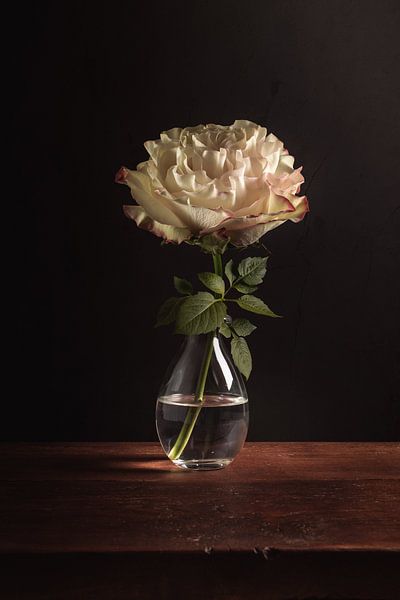 Fine art Still life Rose by Sandra Hazes