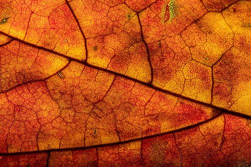 Herfstblad met levendig kleurverloop en nervenstructuur