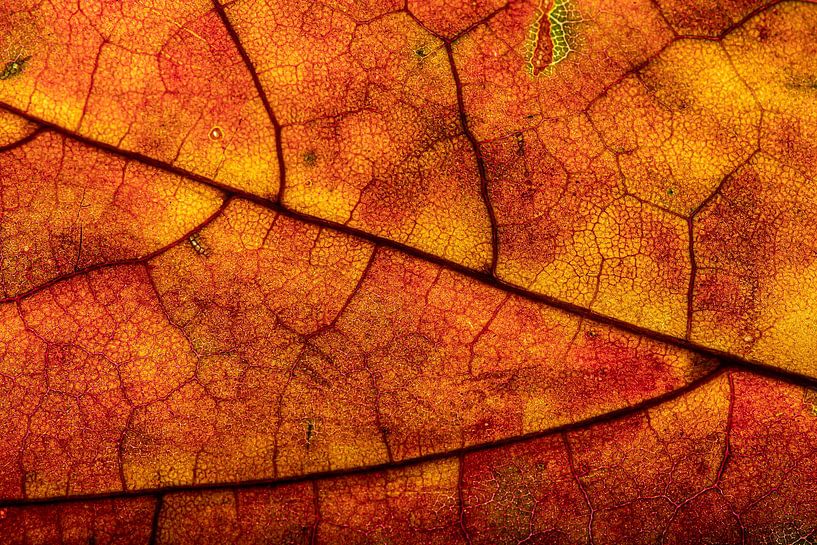 Herbstblatt mit lebendigem Farbverlauf und Aderstruktur von Alexander Baumann