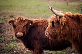 Junior and Senior by Martijn de Waal