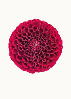 Variété Cabinet_Fleurs_03_Dahlia