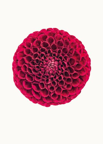 Rariteitenkabinet_Bloemen_03_Dahlia